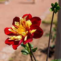 Bloem in duitse bloementuin