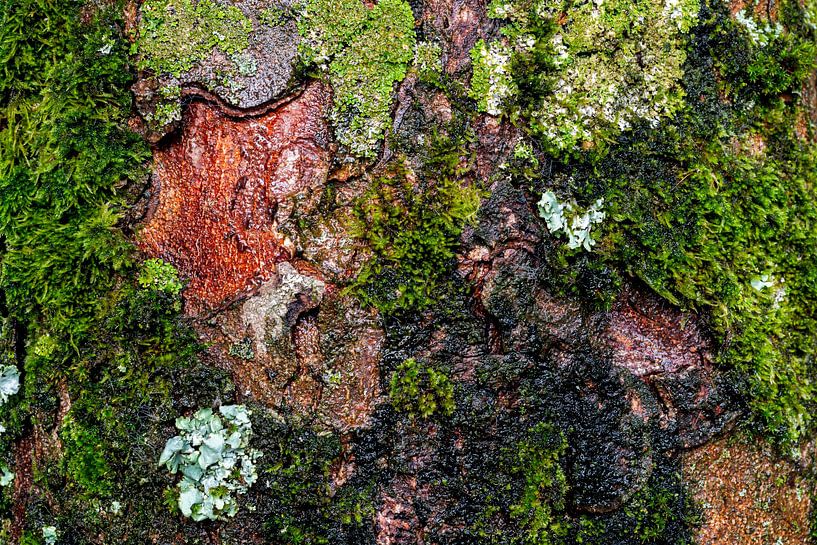 Bark #4 by Don Fonzarelli