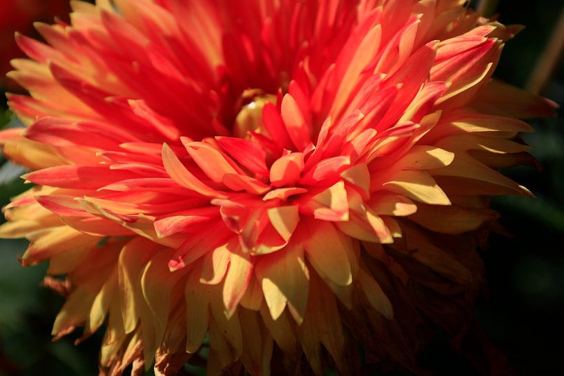Fleurs de dahlia par Thomas Jäger