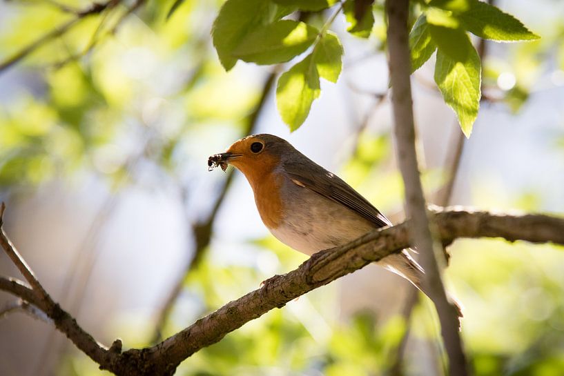 Robin on a twig by Marcel Alsemgeest