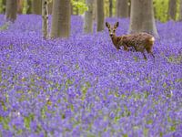 Qu'est-ce qui bruisse dans les hyacinthes du bois ? - Partie 2