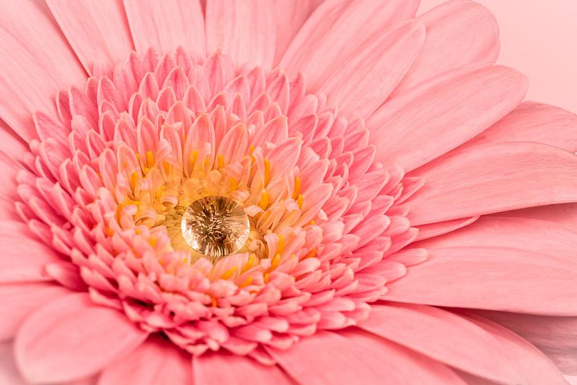 Gerbera rose avec goutte d'eau par Dafne Vos