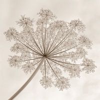 Garland of giant hogweed in sepia 1