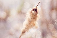 Geblümte Zigarre in Pastelltönen mit schöner Stumpfheit