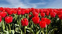 Tulip field in spring