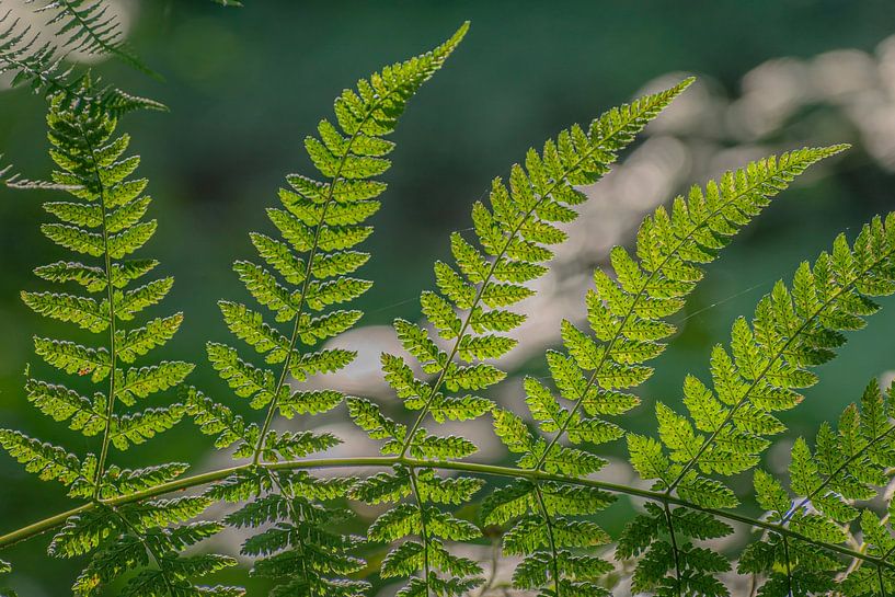 The beauty of ferns by Robby's fotografie