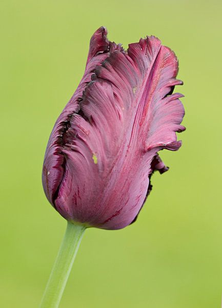 alleenstaande paarse tulp in de knop par Sandra Keereweer