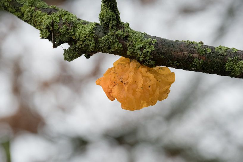 Gelber Triller von Moetwil en van Dijk - Fotografie