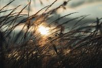 Summer evenings in the field