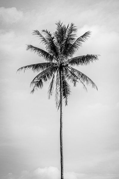 Black and white palm tree in Bali by Ellis Peeters