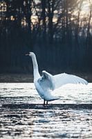 Gefrorener Schwanensee