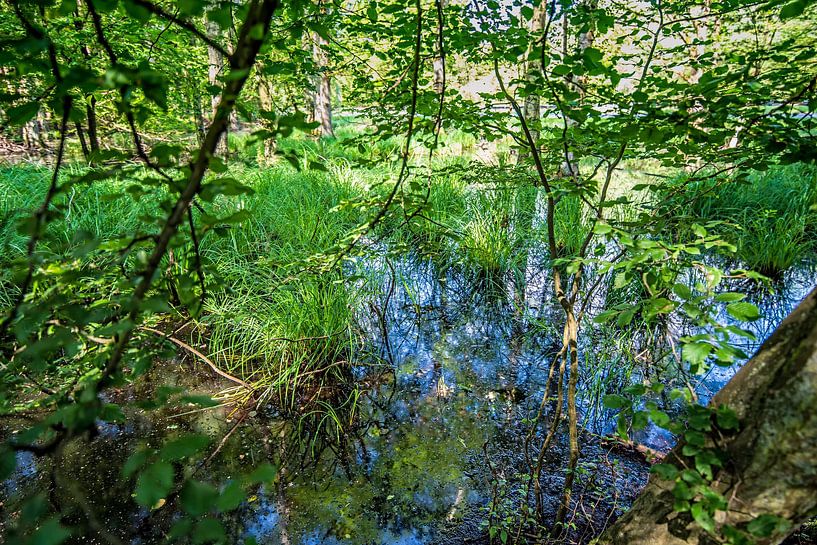 After the rain by Thomas Riess