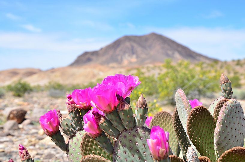 Wüstenblume von Andreas Muth-Hegener