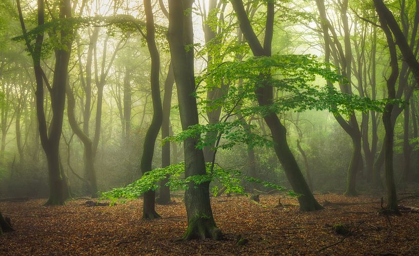 Foggy morning in the Speulderbos by Dennis Mulder
