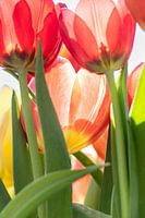 Tulips in backlight
