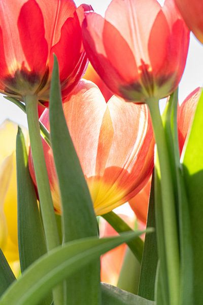 Tulipes en contre-jour par Joes van Asten