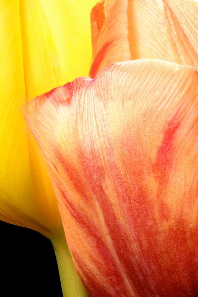 closeup of two tulips by Youri Mahieu