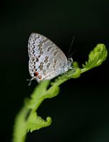 Balinesischer Bläuling