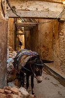 Donkey Days | Morocco Animals Collection | Fine Art | Warm Coloured