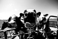 Collision with the curious cows.