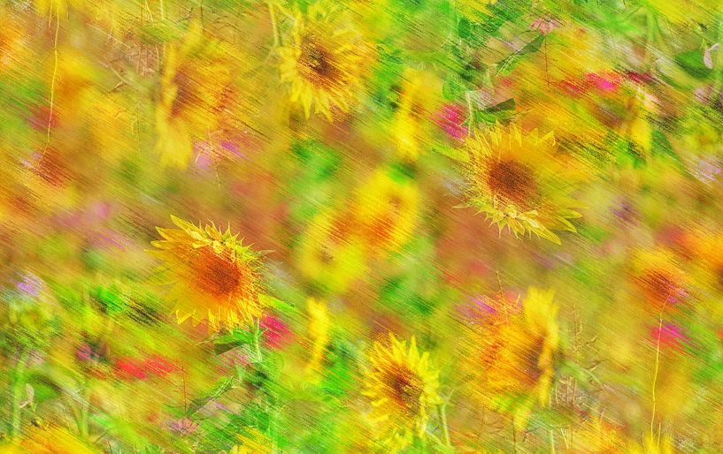 Sunflowers by Anita Verhaegh