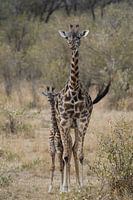 Mother Giraffe with child