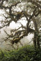 Horton Plains in the fog