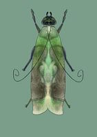 Papillon vert sur fond vert