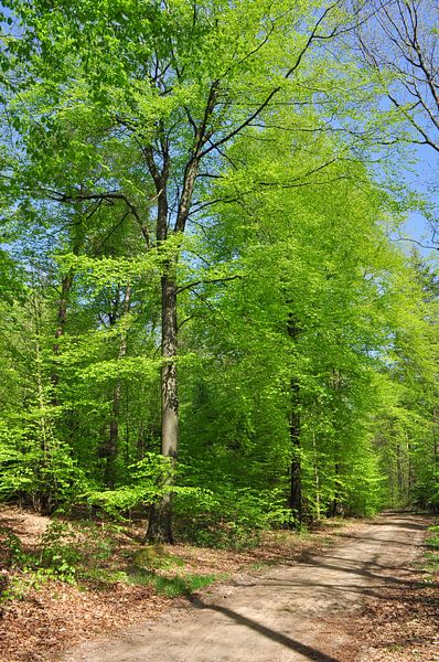 Frühling im Wald von Corinne Welp
