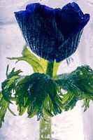 Buschwindröschen in Eis 2