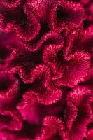 Leuchtend rosa Celosia Blume Makro
