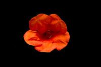 Produktfotografie Blume