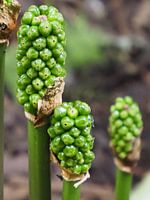 Arum from flower to berry