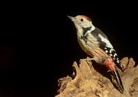 Middelste bonte specht op een boomstronk.