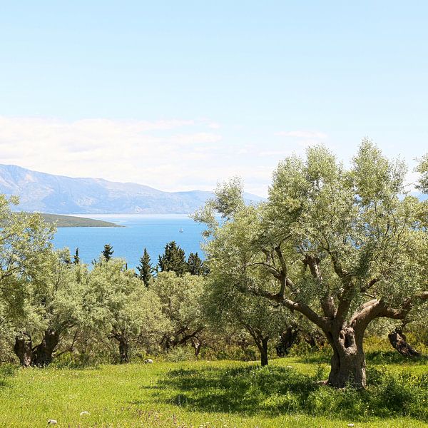 The olive grove overlooking the Ionian sea by Shot it fotografie