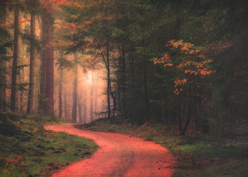 Forest walk in the morning  by Joost Lagerweij