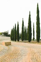 Paysage typique de la Toscane | Italie | Cyprès | Nature | Photographie de voyage