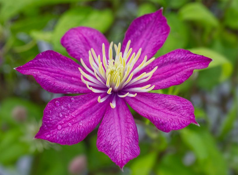 Dunkelrosa Clematisblüte von Iris Holzer Richardson