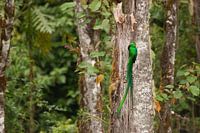 Quetzal im costaricanischen Regenwald