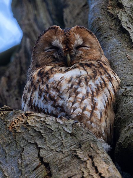 Ein schlafender Waldkauz von Hajar Bakali