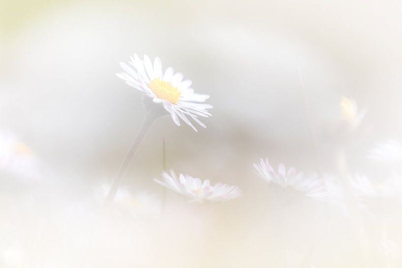 A field full of daisies by Karin Bijpost