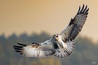 Osprey in flight