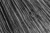 Baum schwarz-weiß abstrakt, Regte Heide, Goirle.