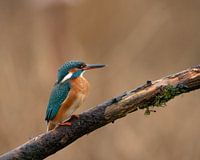 Kingfisher in Marken, Netherlands.
