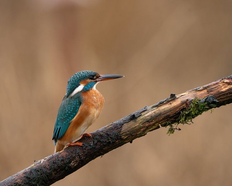 Kingfisher in Marken, Netherlands. by Liebregts Fotografie