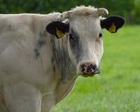 bunte Kuh mit Hörnern