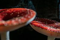 Pilze, Fliegenpilze.