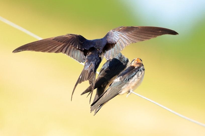 Swallows by Rinnie Wijnstra (FotoAmeland )