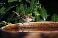 Moineau à l'abreuvoir