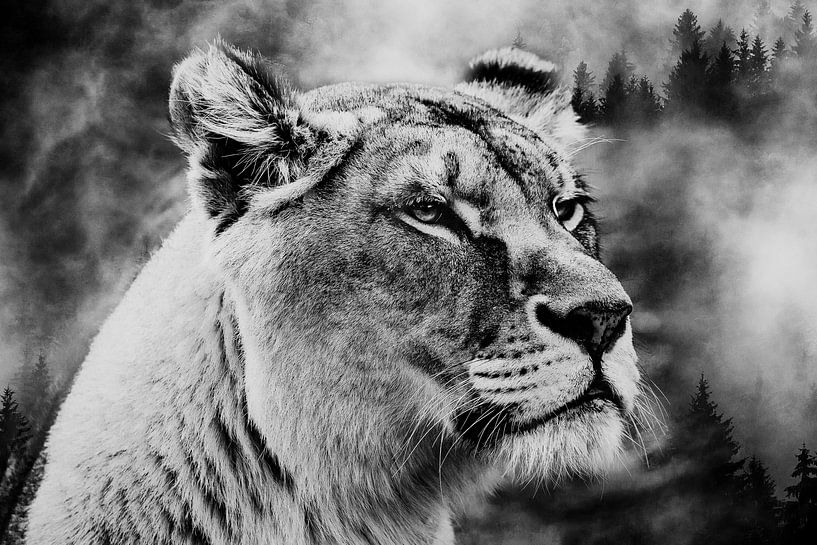 Löwenwald von Mateo